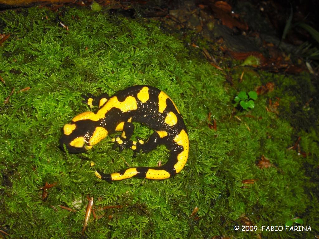 Salamandra pezzata - Salamandra salamandra gigliolii